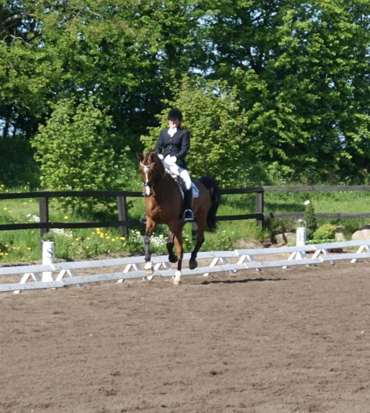 Svensk Varmblod Rolex ( SOLGT) - Taget af Betina Møller. billede 17