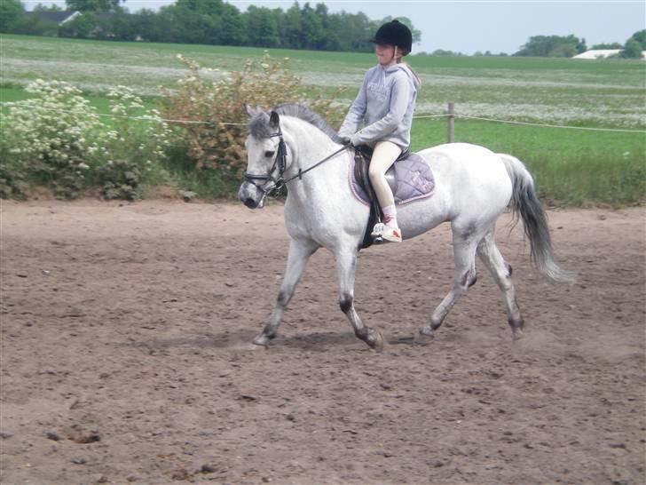 Anden særlig race PRIK. - Min stjerne var fantastisk til  dressur d: billede 10