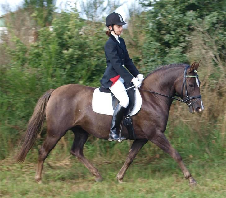 DSP Dutchy - Marie på Dutchy til hendes 1 stævne billede 2