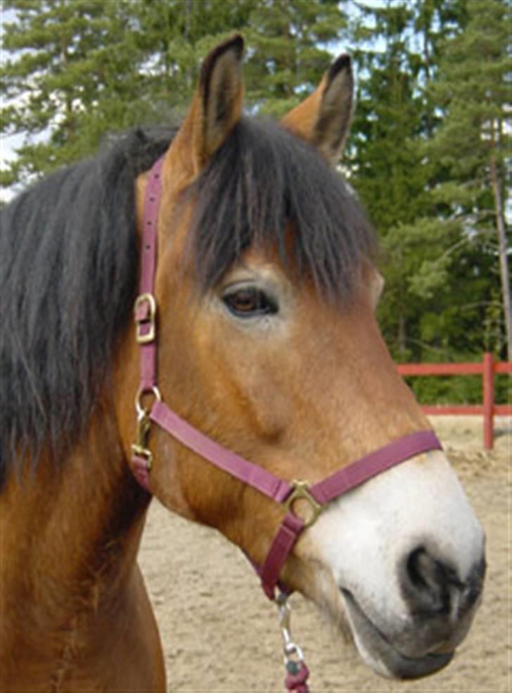 Nordsvensk Skovhest Bork *RIP* billede 2