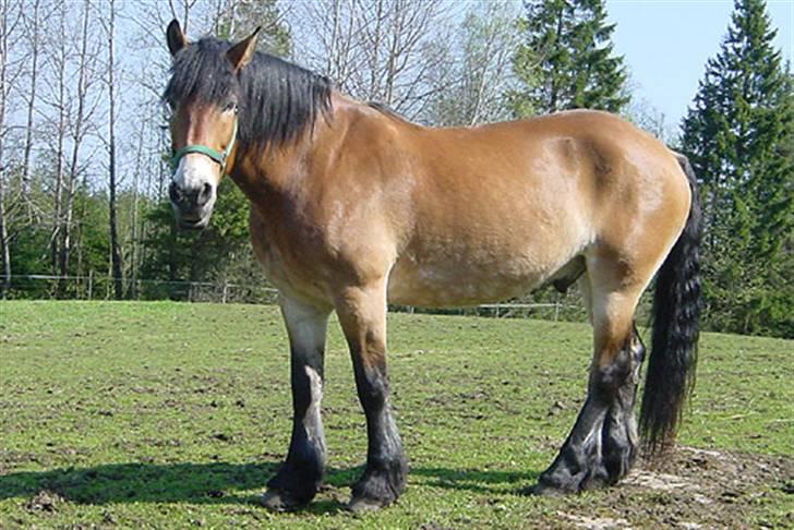 Nordsvensk Skovhest Bork *RIP* billede 3