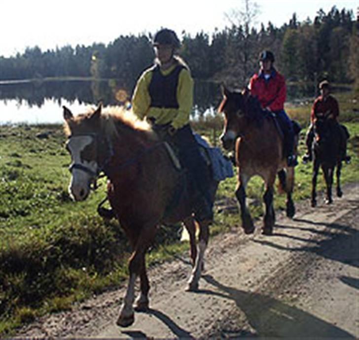 Nordsvensk Skovhest Bork *RIP* billede 4