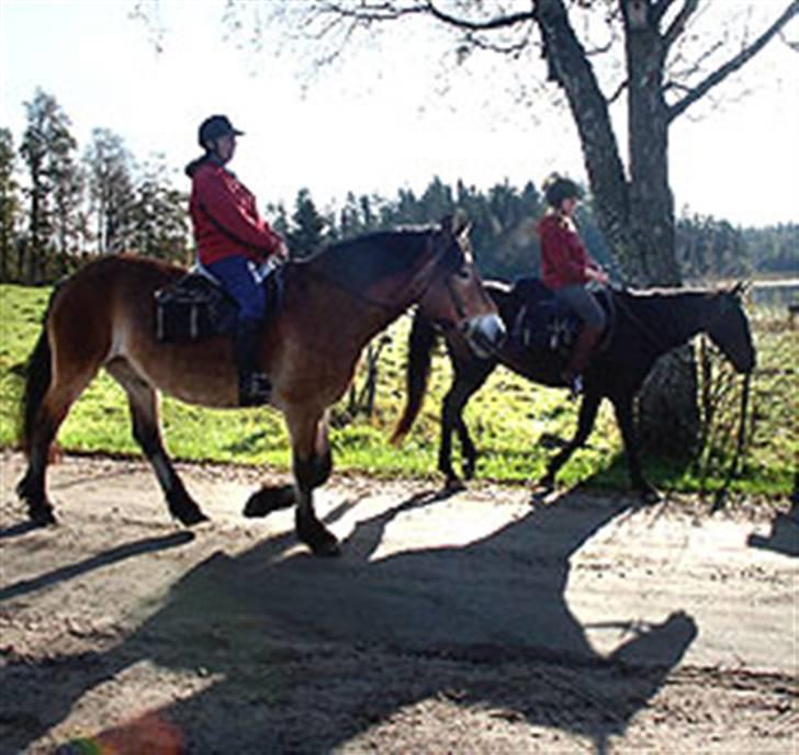 Nordsvensk Skovhest Bork *RIP* billede 5