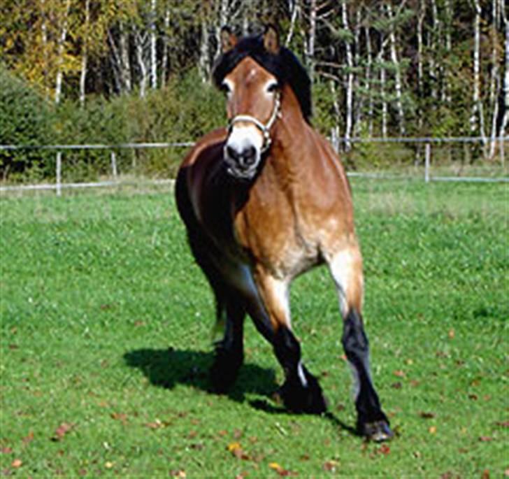 Nordsvensk Skovhest Bork *RIP* billede 6