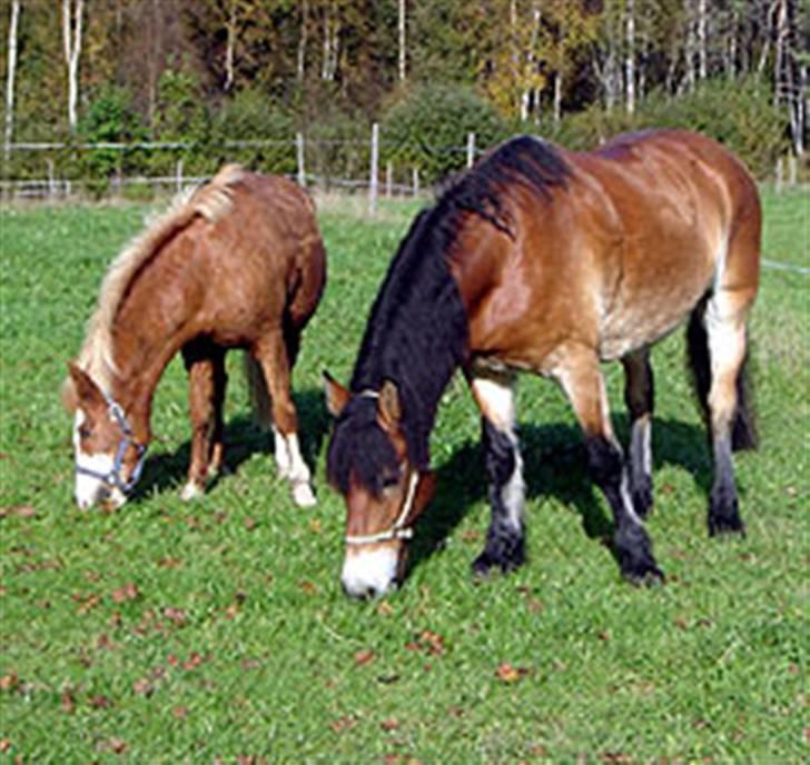 Nordsvensk Skovhest Bork *RIP* billede 7