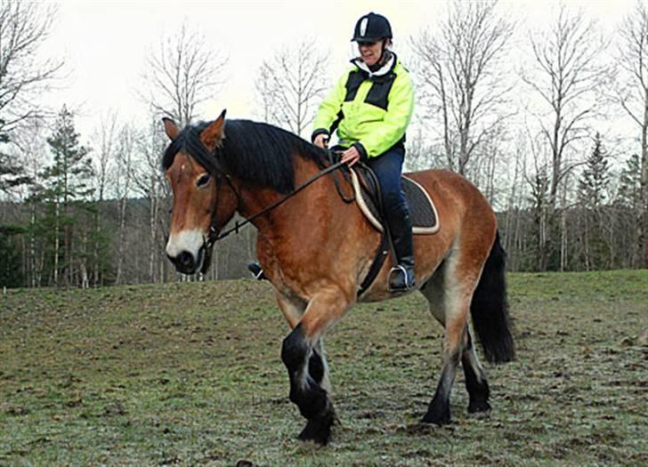 Nordsvensk Skovhest Bork *RIP* billede 8