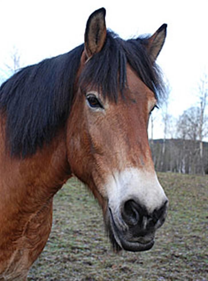 Nordsvensk Skovhest Bork *RIP* billede 9