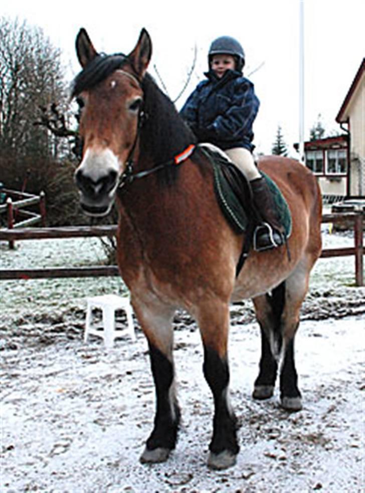 Nordsvensk Skovhest Bork *RIP* billede 10