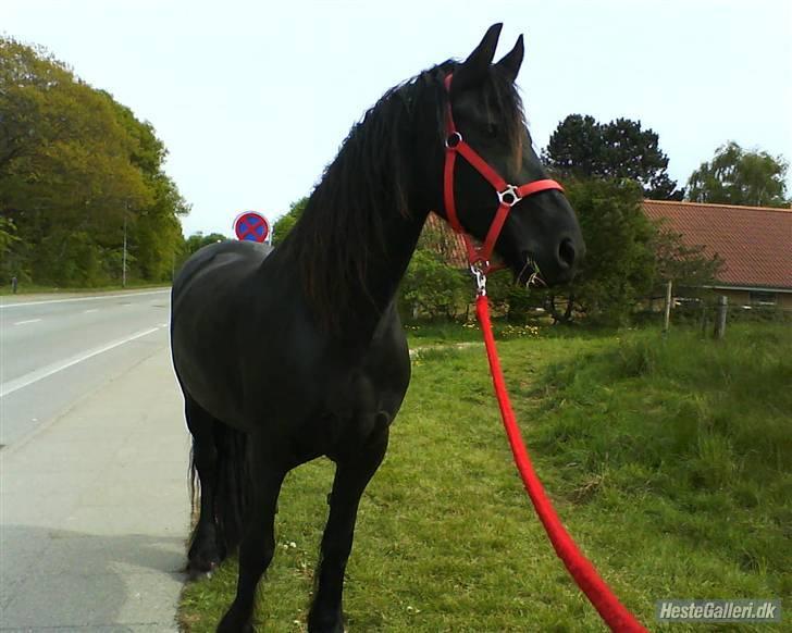 Frieser Eline Bouwkje B. billede 6