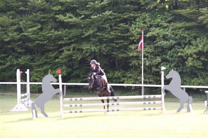 Anden særlig race Torpegårds Master  - mors 09 billede 16