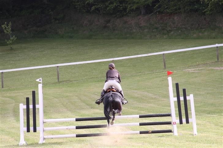 Anden særlig race Torpegårds Master  - når enderne er gode, er alting godt :) billede 17