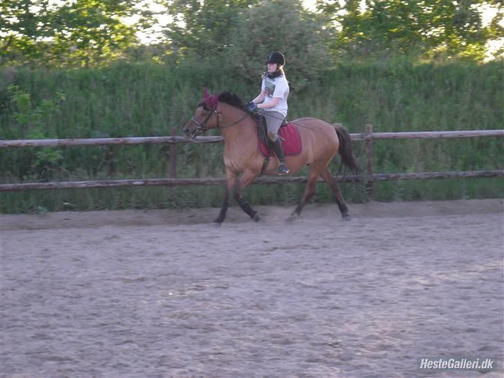 Anden særlig race Prunz (Elev Pony, Solgt) - Mig og Prunz til undervisning d. 3 Juni 09 Taget af: Line billede 9