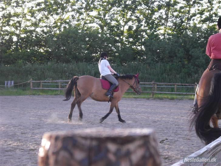 Anden særlig race Prunz (Elev Pony, Solgt) - Taget af: Line billede 10