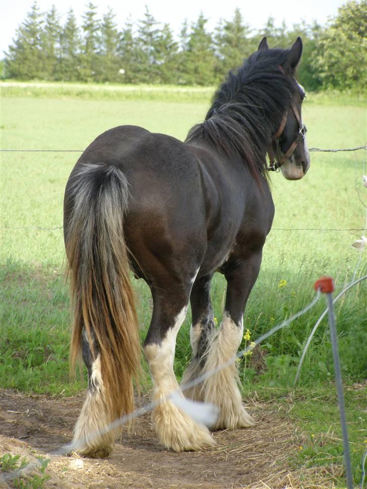 Tinker Shakilas Silver of Lancelot *SOLGT* billede 10