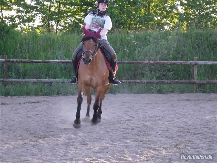 Anden særlig race Prunz (Elev Pony, Solgt) - Taget af: Line billede 11