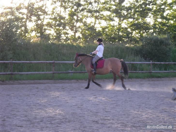 Anden særlig race Prunz (Elev Pony, Solgt) - Taget af: Line billede 12