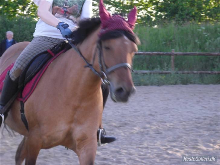 Anden særlig race Prunz (Elev Pony, Solgt) - Taget af: Line billede 13