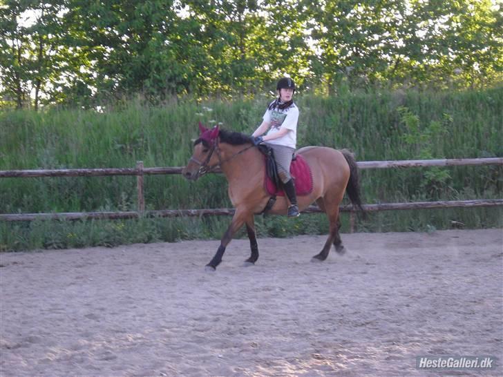 Anden særlig race Prunz (Elev Pony, Solgt) - Man skal jo høre efter hvad ridelæren siger! :D Taget af: Line billede 14