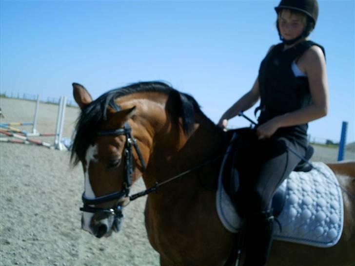 Anden særlig race Sir Richard rideskolepony - Min profil <33 billede 1