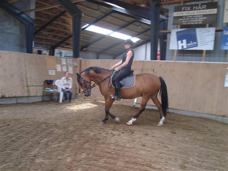 Anden særlig race Sir Richard rideskolepony - Til undervisning i dressur billede 2