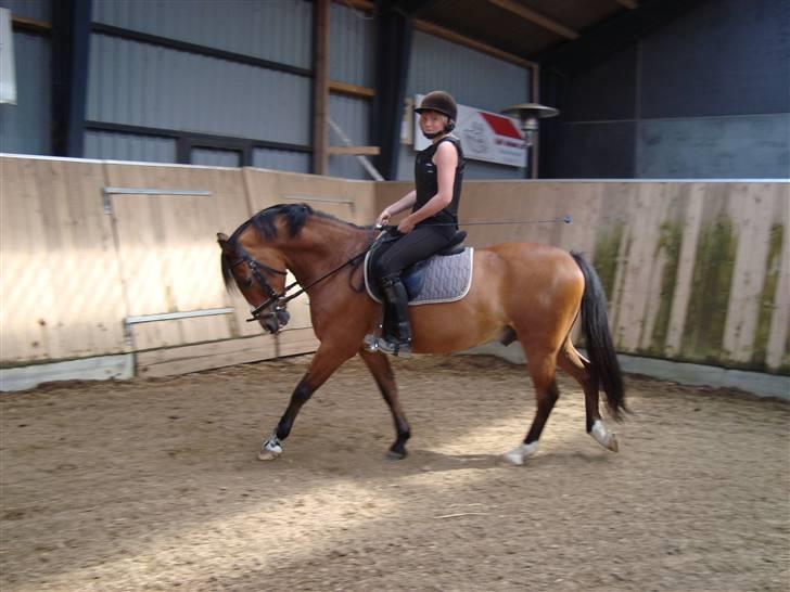 Anden særlig race Sir Richard rideskolepony - Til unervisning :D billede 3