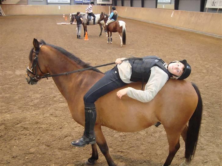 Anden særlig race Sir Richard rideskolepony - Også til undervisning men han skal lige ned med nakken hehe billede 4