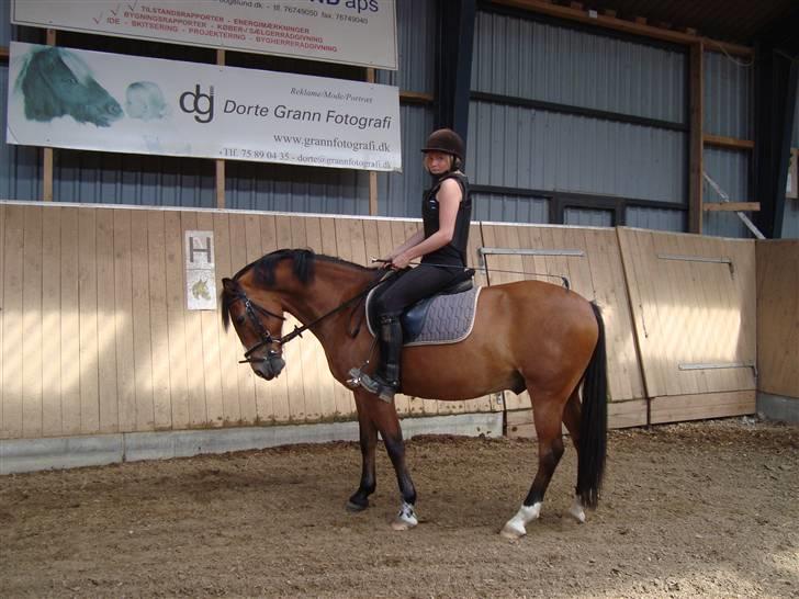 Anden særlig race Sir Richard rideskolepony - super billede står pænt <3 billede 5
