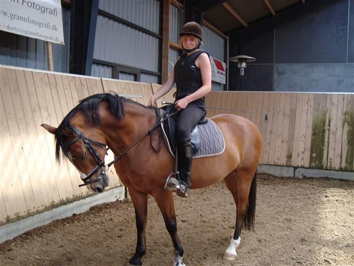 Anden særlig race Sir Richard rideskolepony billede 6