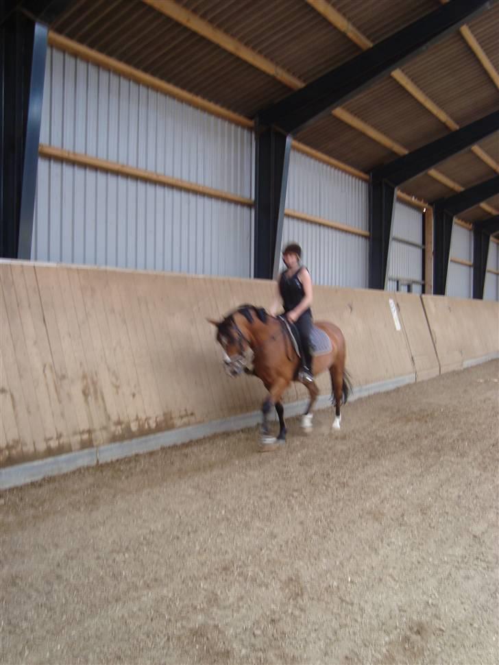 Anden særlig race Sir Richard rideskolepony billede 7