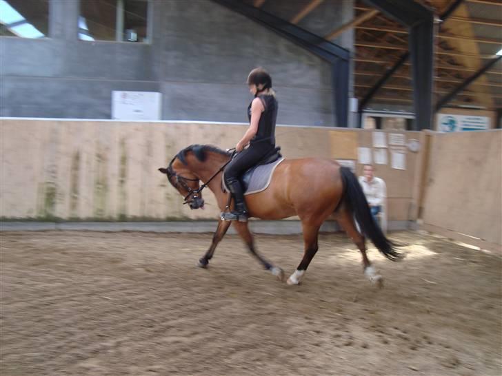 Anden særlig race Sir Richard rideskolepony - Til undervisning i dressur (traver) billede 8