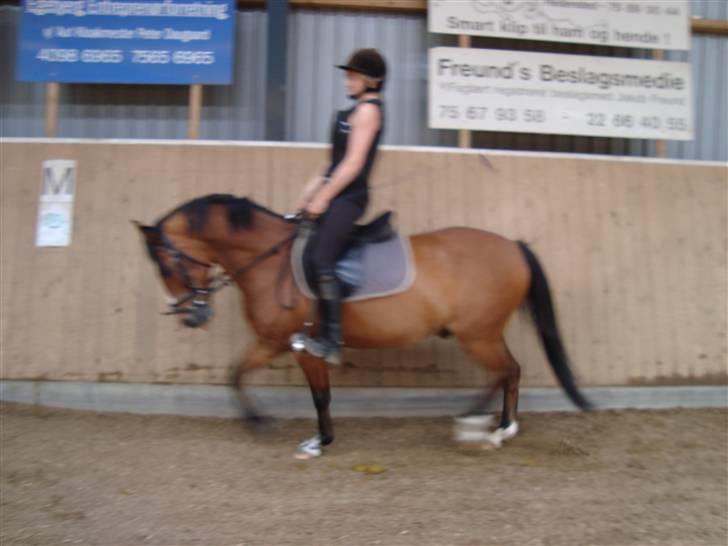 Anden særlig race Sir Richard rideskolepony - Til undervisning i dressur billede 9