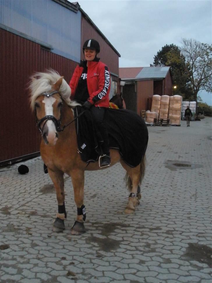 Haflinger  <3 Nico <3 - vind i håret... billede 9