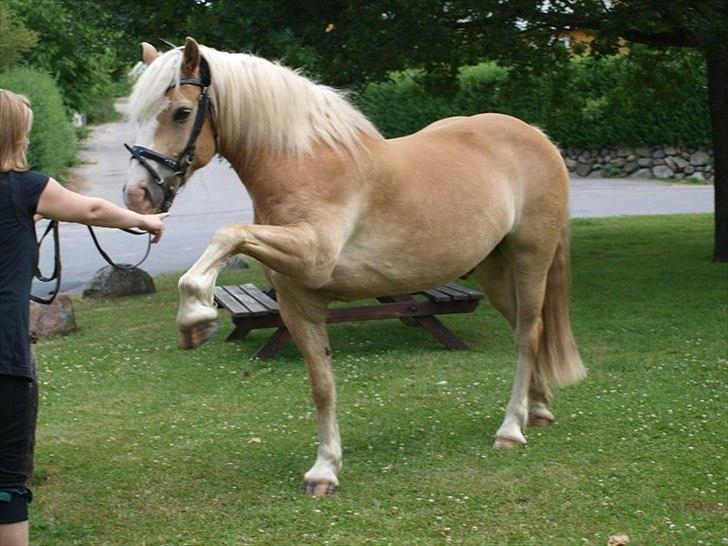 Haflinger  <3 Nico <3 - udfører trick på kommando <3 billede 10