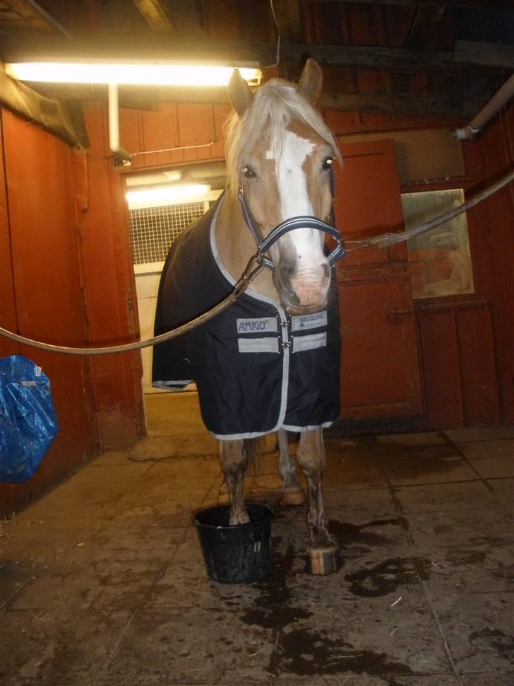 Haflinger  <3 Nico <3 - står i vandbad med sine hove... billede 11