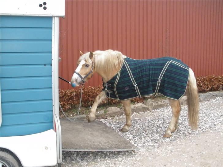 Haflinger  <3 Nico <3 - til trailertræning... billede 12