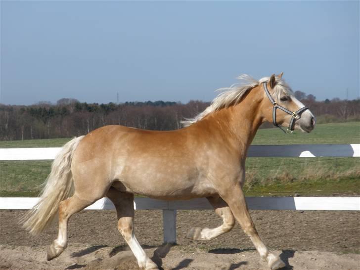 Haflinger  <3 Nico <3 - fri på banen... billede 13