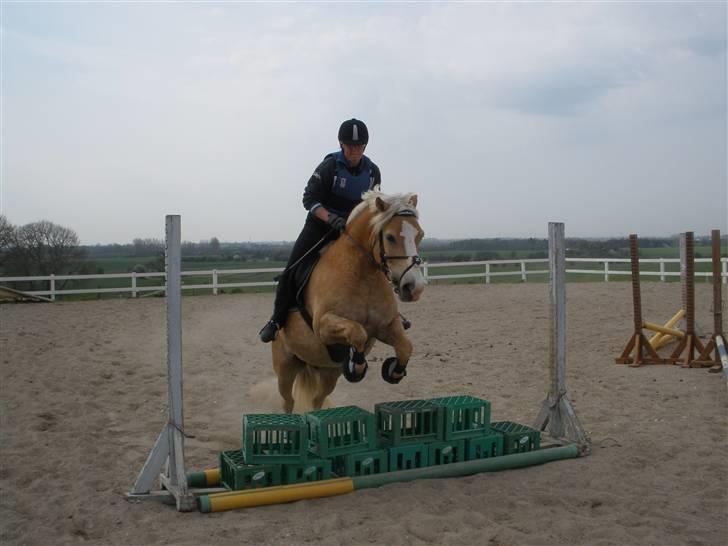 Haflinger  <3 Nico <3 - springer fyld... billede 14