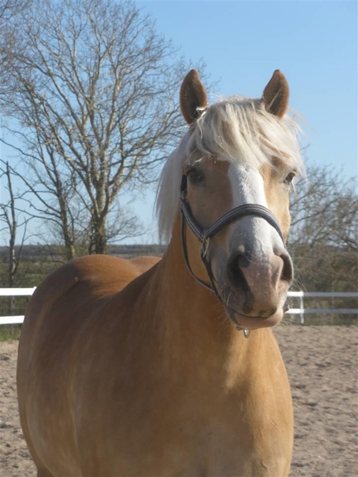 Haflinger  <3 Nico <3 - hans dejlige hovede... billede 15