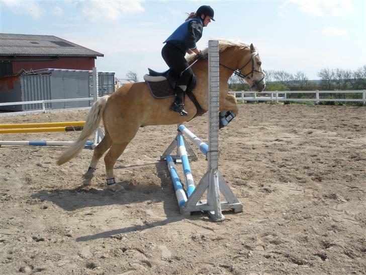 Haflinger  <3 Nico <3 - springer 75 :) billede 16