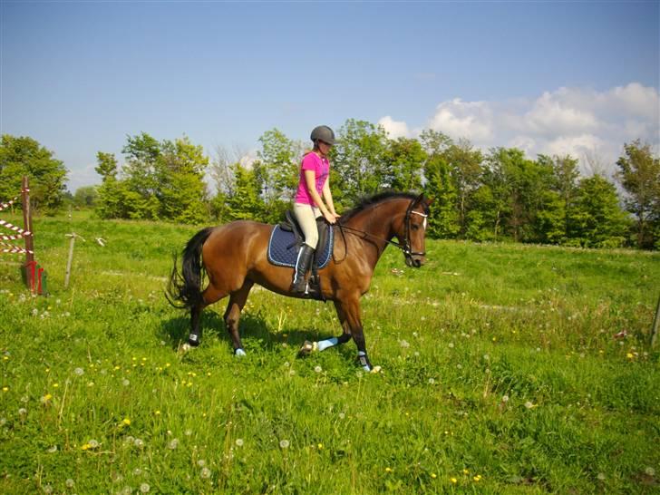 Dansk Varmblod Zaro R.I.P <3 - 3 gang jeg rider hende, første gang her hjemme(: <3 billede 9