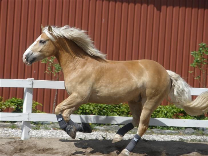 Haflinger  <3 Nico <3 - fuld fart frem... billede 17