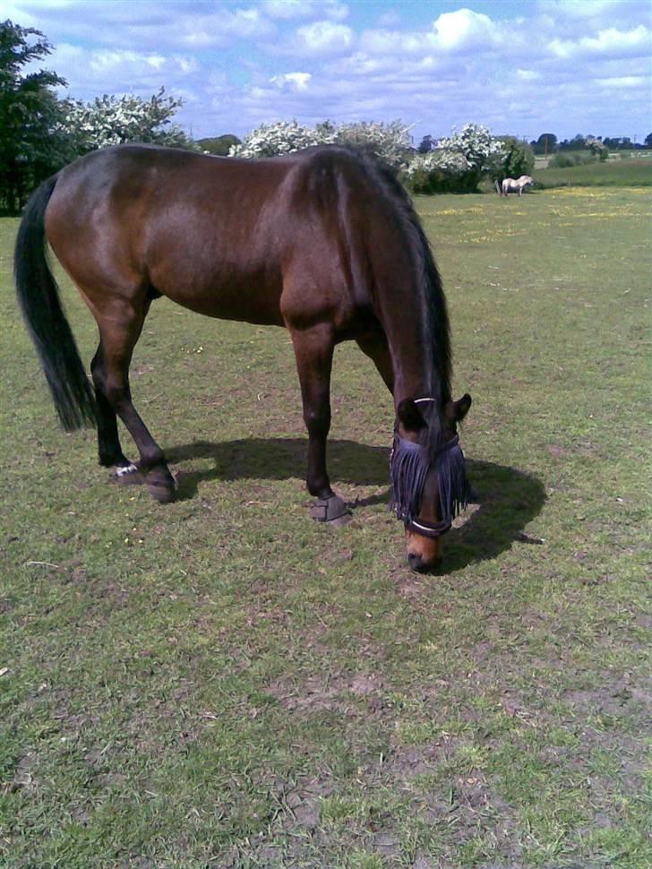 Anden særlig race Manse<33 - manse på mark, han nyder solen.  billede 1