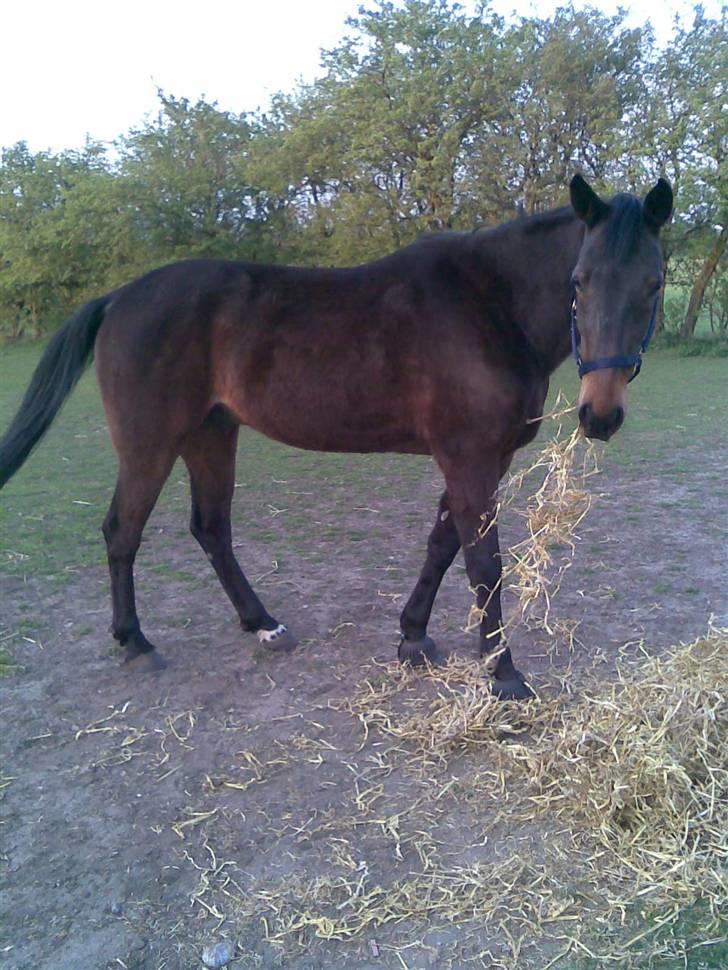 Anden særlig race Manse<33 - han tænker: mon hun kommer og tager min mad? :s billede 2