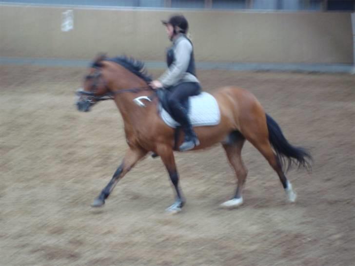 Anden særlig race Sir Richard rideskolepony - lige lidt galop hehe billede 10