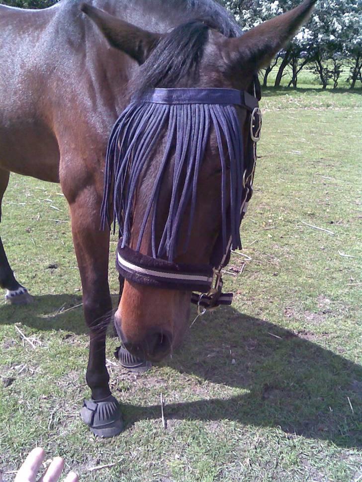 Anden særlig race Manse<33 - manse med sit fluenet. heeh<3 billede 3