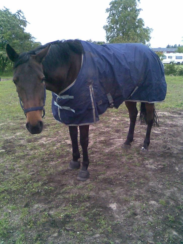 Anden særlig race Manse<33 - dækkenet og grimen matcher. det er da bar fiint:D  billede 5