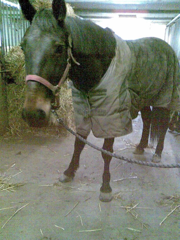 Anden særlig race Manse<33 - manse sit gamle sted.  billede 6