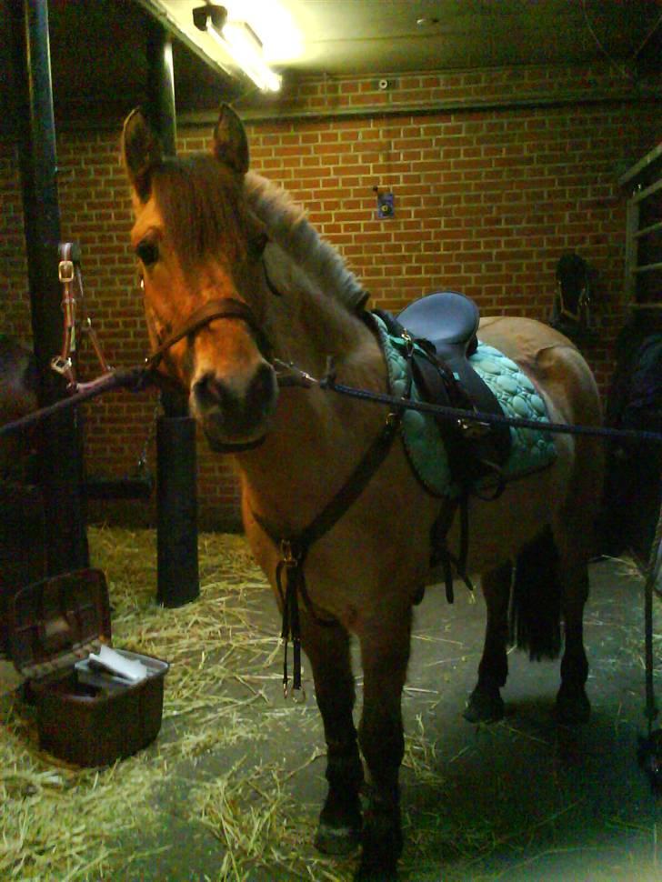 Anden særlig race flopper - nolle inden vi skulle ud og springe :-D <3 love to you:-P billede 13