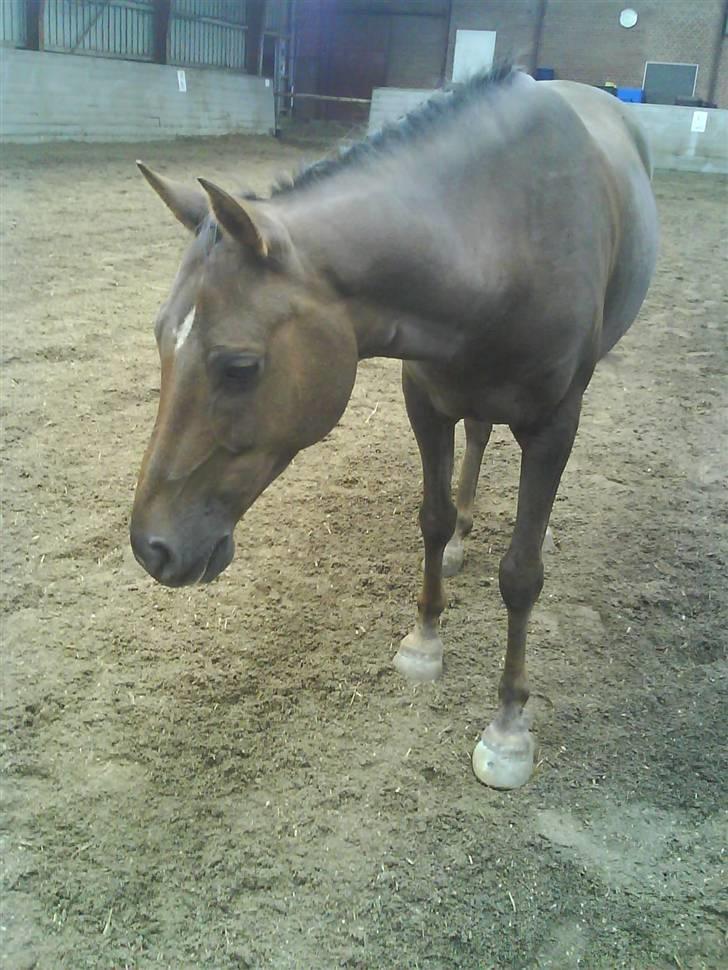 Anden særlig race Montoya<3 - smukke monti i hallen <3 billede 10