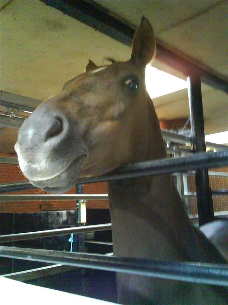 Anden særlig race Montoya<3 - kuk kuk, jeg vil gerne snart ud maria! :-D billede 11